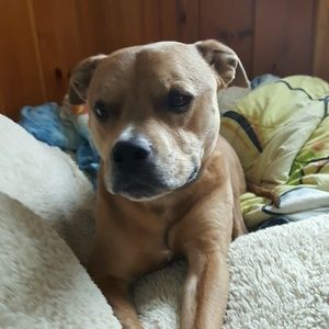 Meet your Posher, Shelby